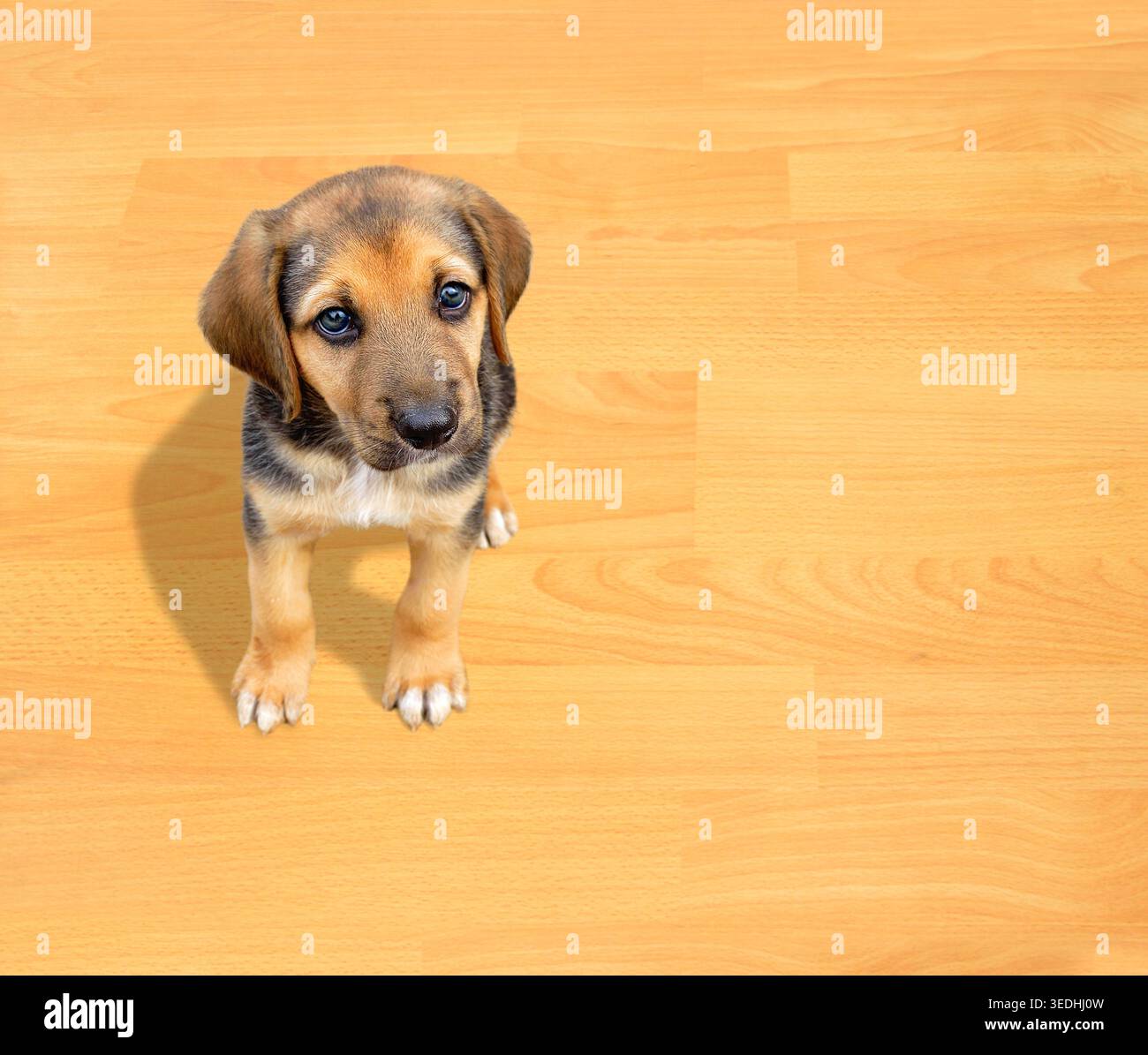 Hündchen sitzt und schaut zu Hause in die Kamera mit Copyspace Stockfoto