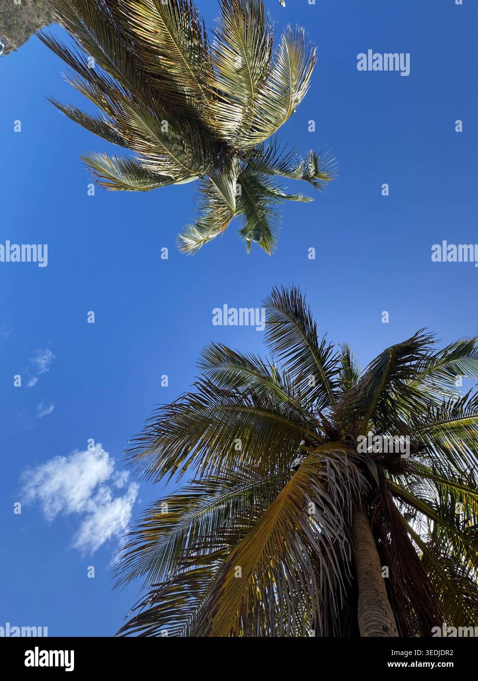 Niedriger Blickwinkel mit direktem Blick auf die Kronen zweier tropischer Kokospalmen vor einem tiefblauen Himmel. - Smartphone-aufgenommenes Stockfoto