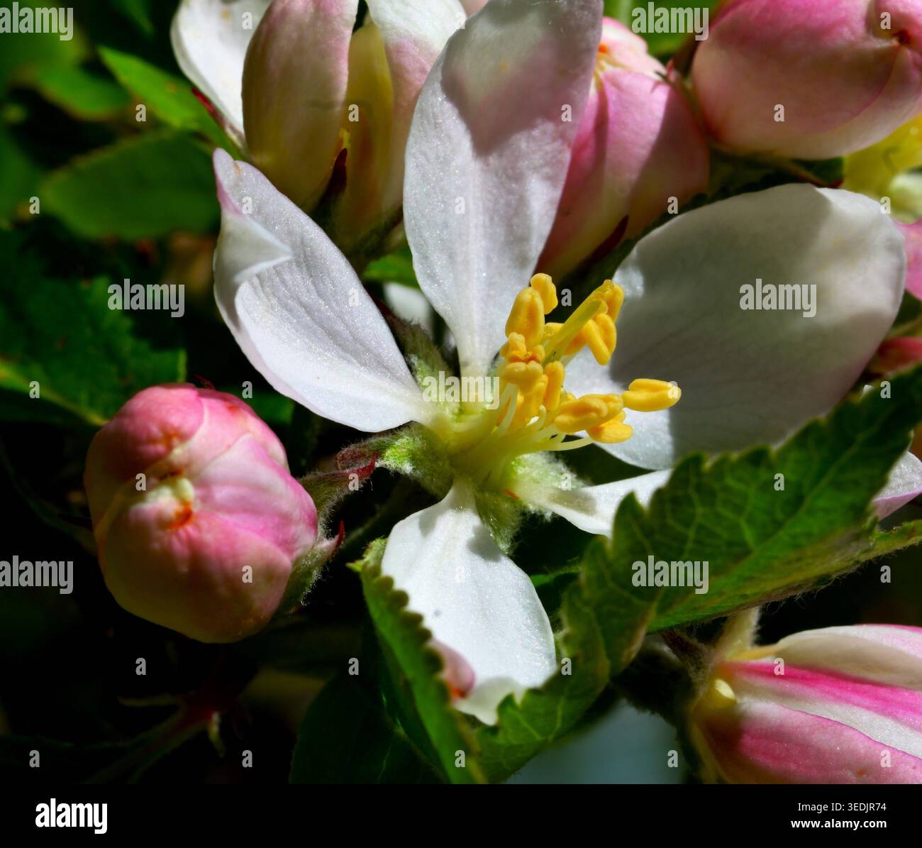 Apfelbaumblüte im Frühling mit duftenden, fünf Blütenblättern, die rosa bis weiß sind und ungeöffnete Knospen haben. Stockfoto