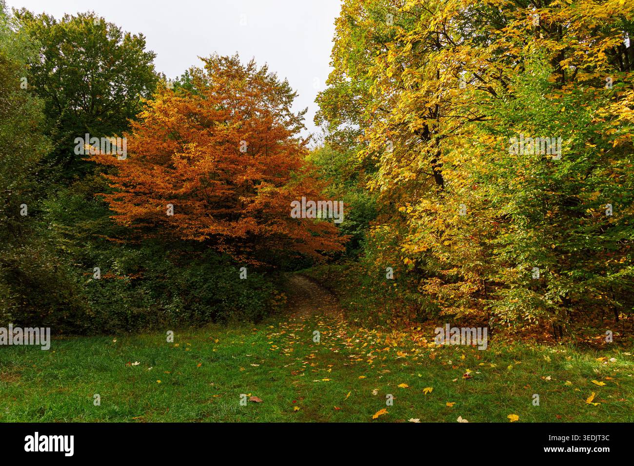 Ein gewundener Schotterweg führt durch einen Waldrand, der in den Farben des Herbstes brennt, mit gefallenen Blättern, die auf dem grünen Gras verstreut sind Stockfoto