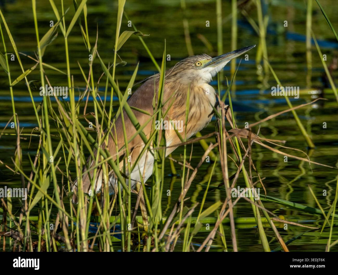 Squacco Reiher (Ardeola ralloides) in einem Schilfbett, Agia Vavara, Zypern. Stockfoto