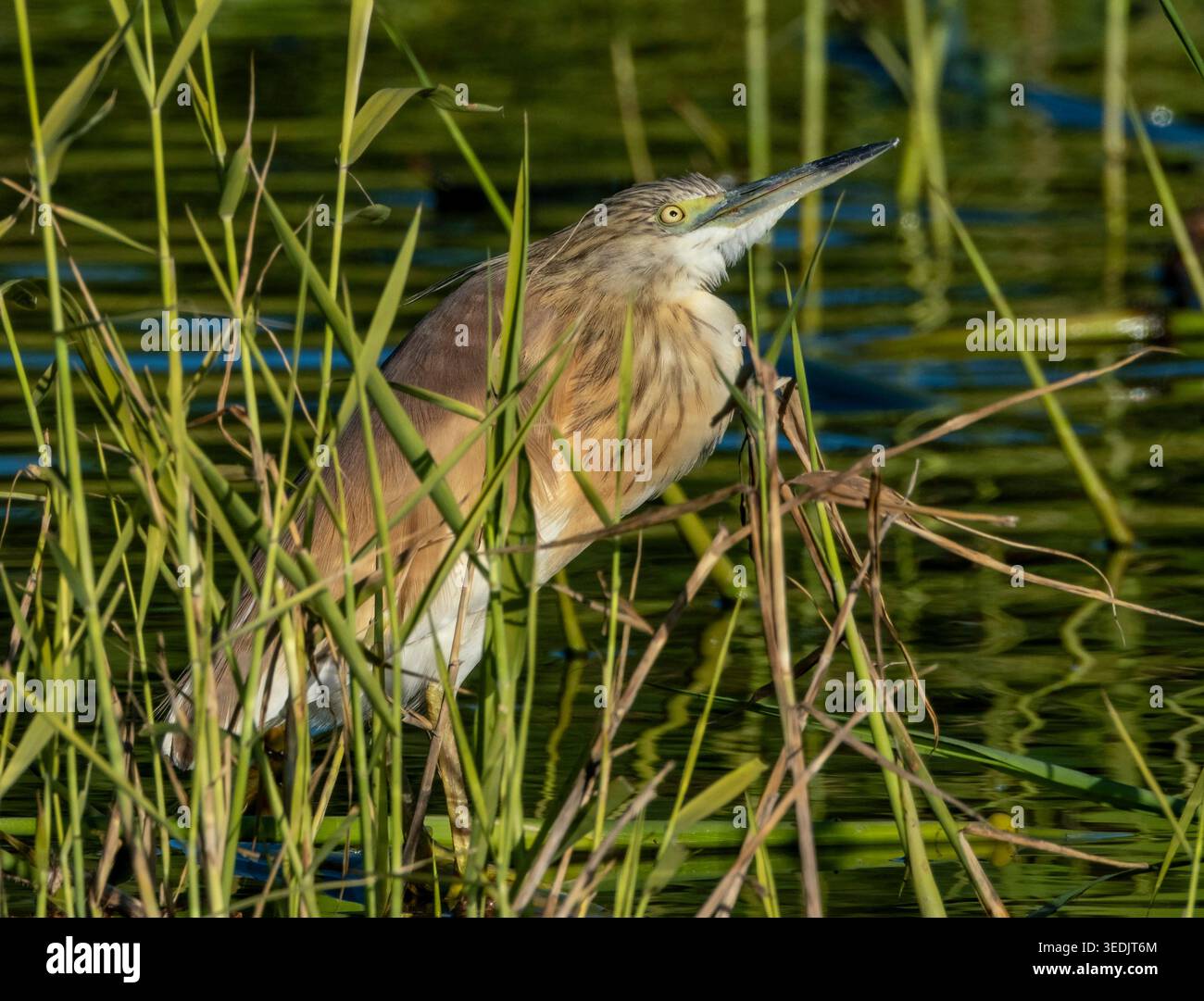 Squacco Reiher (Ardeola ralloides) in einem Schilfbett, Agia Vavara, Zypern. Stockfoto