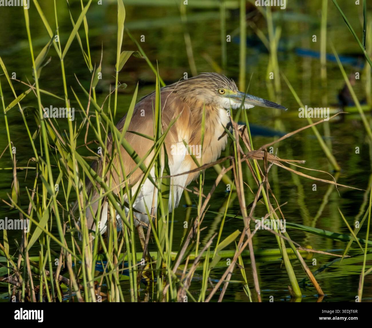 Squacco Reiher (Ardeola ralloides) in einem Schilfbett, Agia Vavara, Zypern. Stockfoto