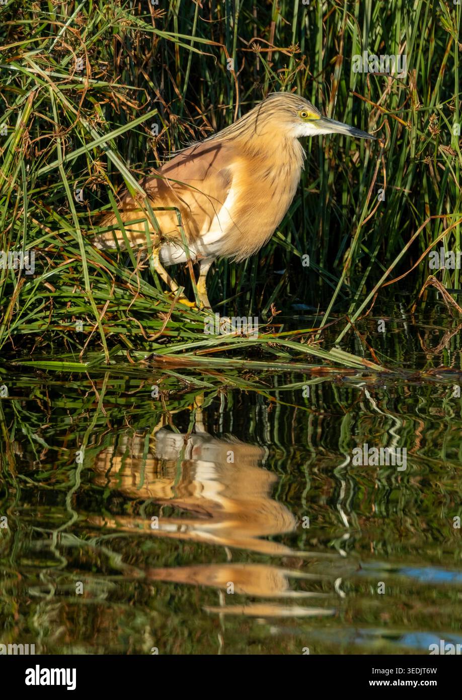Squacco Reiher (Ardeola ralloides) in einem Schilfbett, Agia Vavara, Zypern. Stockfoto