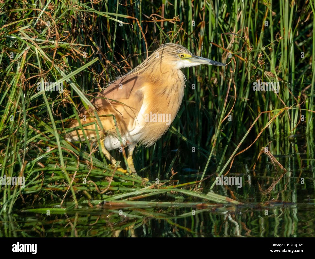 Squacco Reiher (Ardeola ralloides) in einem Schilfbett, Agia Vavara, Zypern. Stockfoto