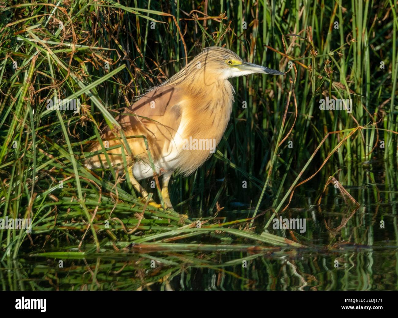 Squacco Reiher (Ardeola ralloides) in einem Schilfbett, Agia Vavara, Zypern. Stockfoto