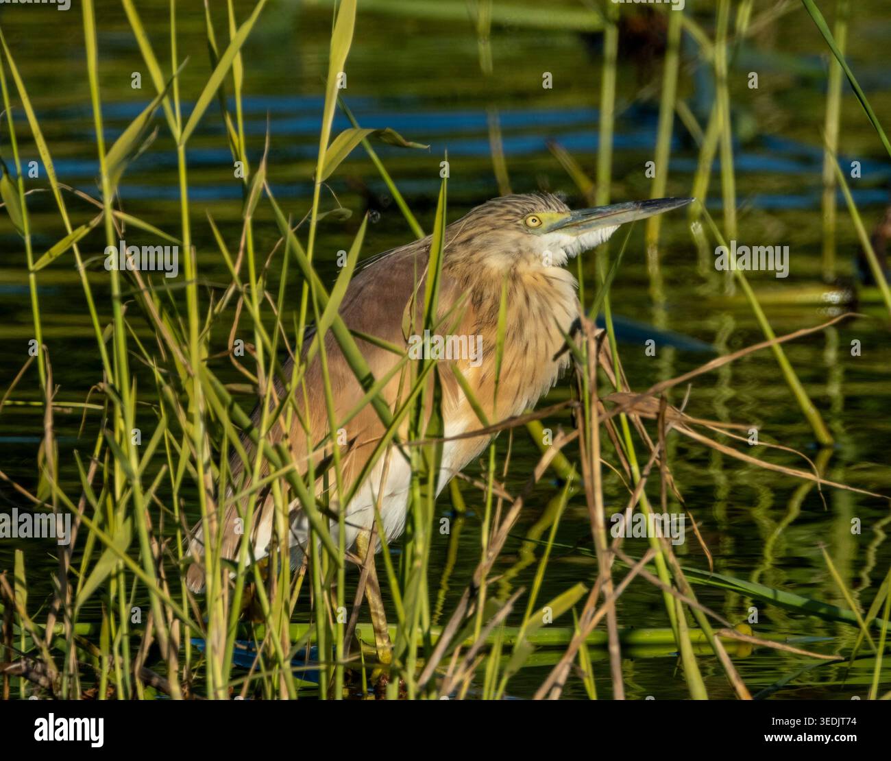 Squacco Reiher (Ardeola ralloides) in einem Schilfbett, Agia Vavara, Zypern. Stockfoto
