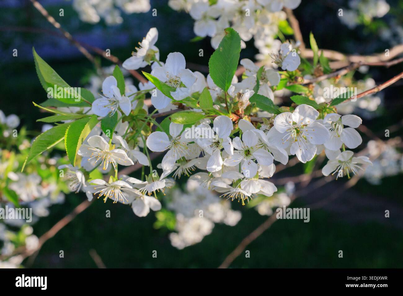 Zarte Blühblumen an einem Obstbaum in der Frühlingszeit. Natürliche botanische Textur und Obstplanken mit saisonaler Pflanzenentwicklung Stockfoto