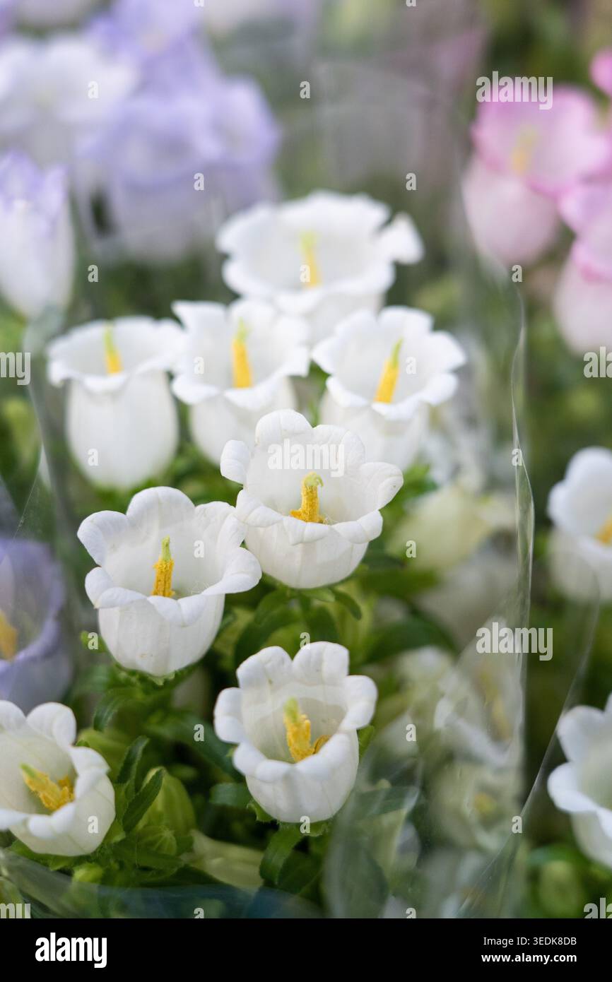 Campanula Glockenblumen mit weißen, lila und rosa Blüten mit gelben Antheren Stockfoto