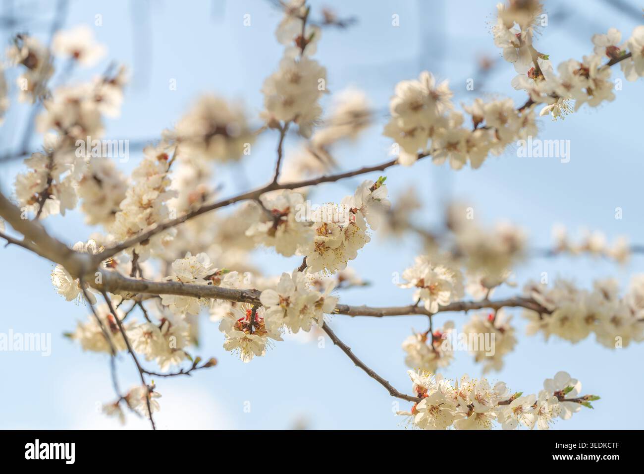 Zarte Kirschblüten auf diagonalem Ast, Blumenstylist, der die Textur für redaktionelles Layout untersucht, warme Highlights, geringe Tiefe, Blütenvenen und polle Stockfoto
