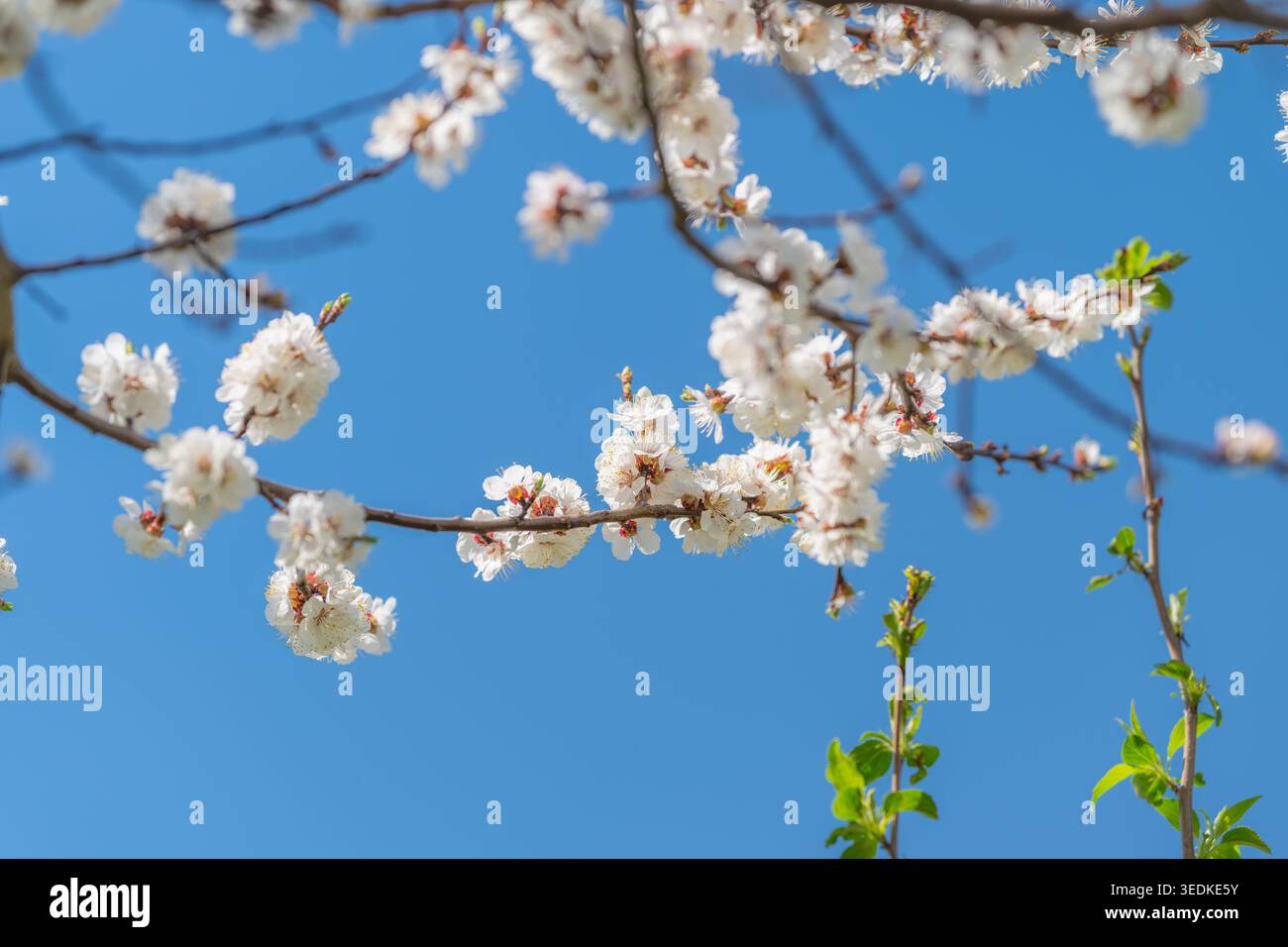 Lebhafte Kirschblüten dominieren den weiten Horizont. Atemberaubende Kirschblüten mit auftauchenden Trieben und offenem Himmel in einem weiten Panorama Stockfoto