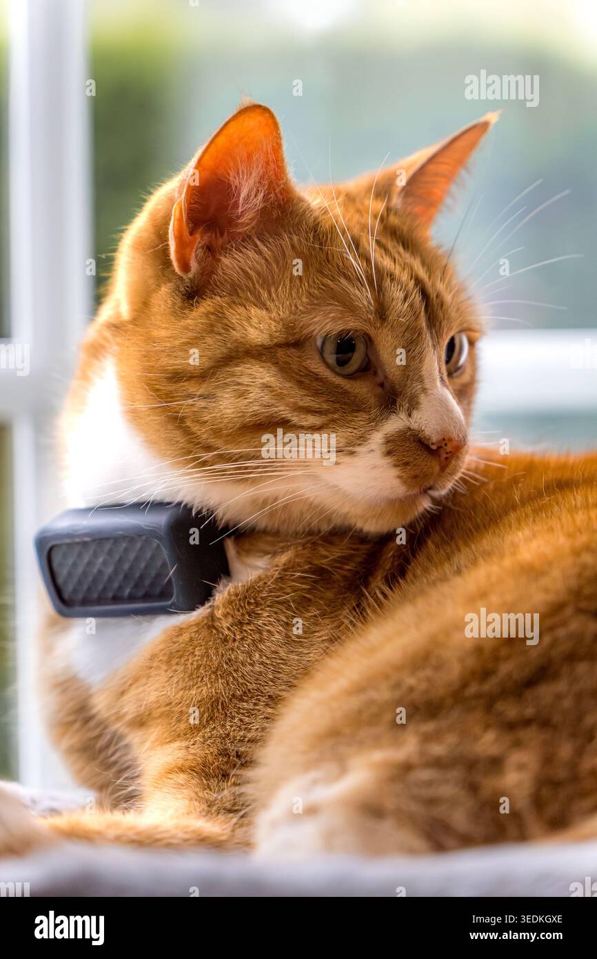 Orangefarbene Katze mit GPS-Tracker, die Aktivitäten im Freien überwacht Stockfoto