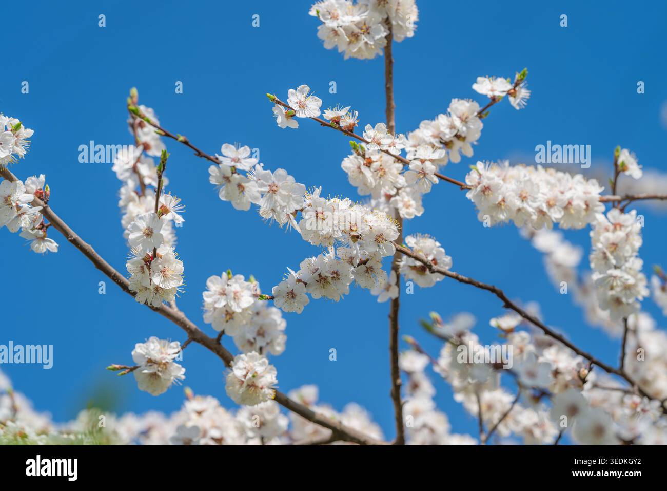 Verflochtene Kirschblütenzweige bilden Muster, gestreute Blüten schaffen strukturierte Symmetrie vor lebendigem blauem Hintergrund, botanische Geometrie emphasi Stockfoto