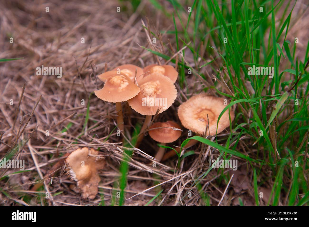 Eine Gruppe kleiner brauner Feenringpilze, die an einem schönen Herbsttag auf einem Feld aus trockenem und grünem Gras wachsen Stockfoto