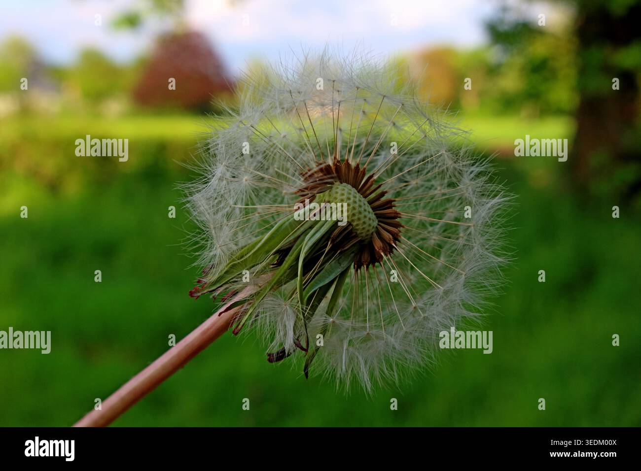 Löwenzahn-Uhr im Frühling Stockfoto