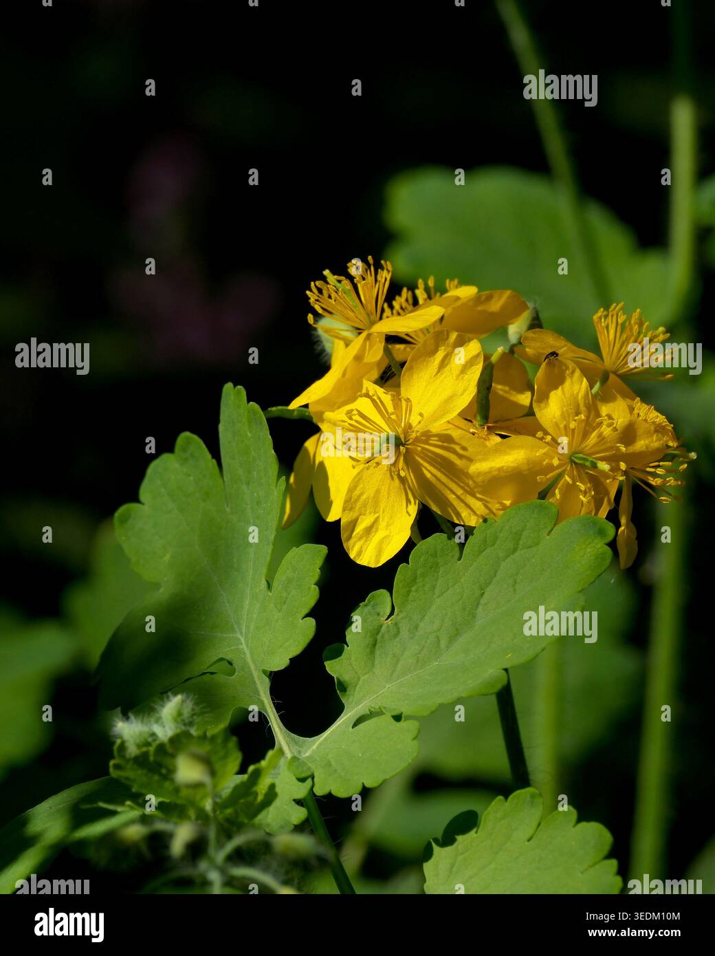 Leuchtend gelbe Kelandinblüten blühen zwischen satten grünen Blättern im Sonnenlicht. Stockfoto