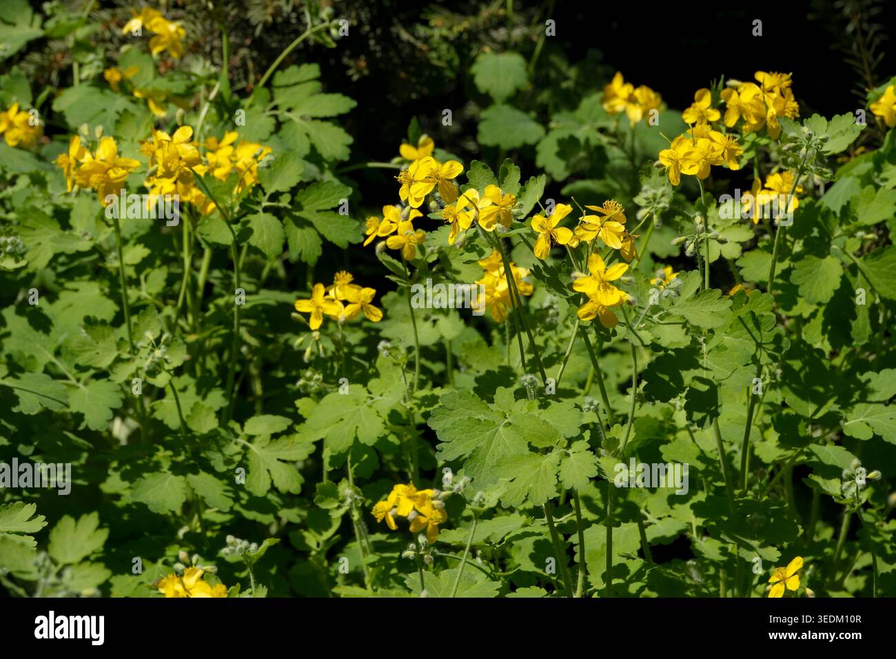 Leuchtend gelbe Kelandinblüten blühen im üppigen grünen Laub unter warmem Sonnenlicht. Stockfoto