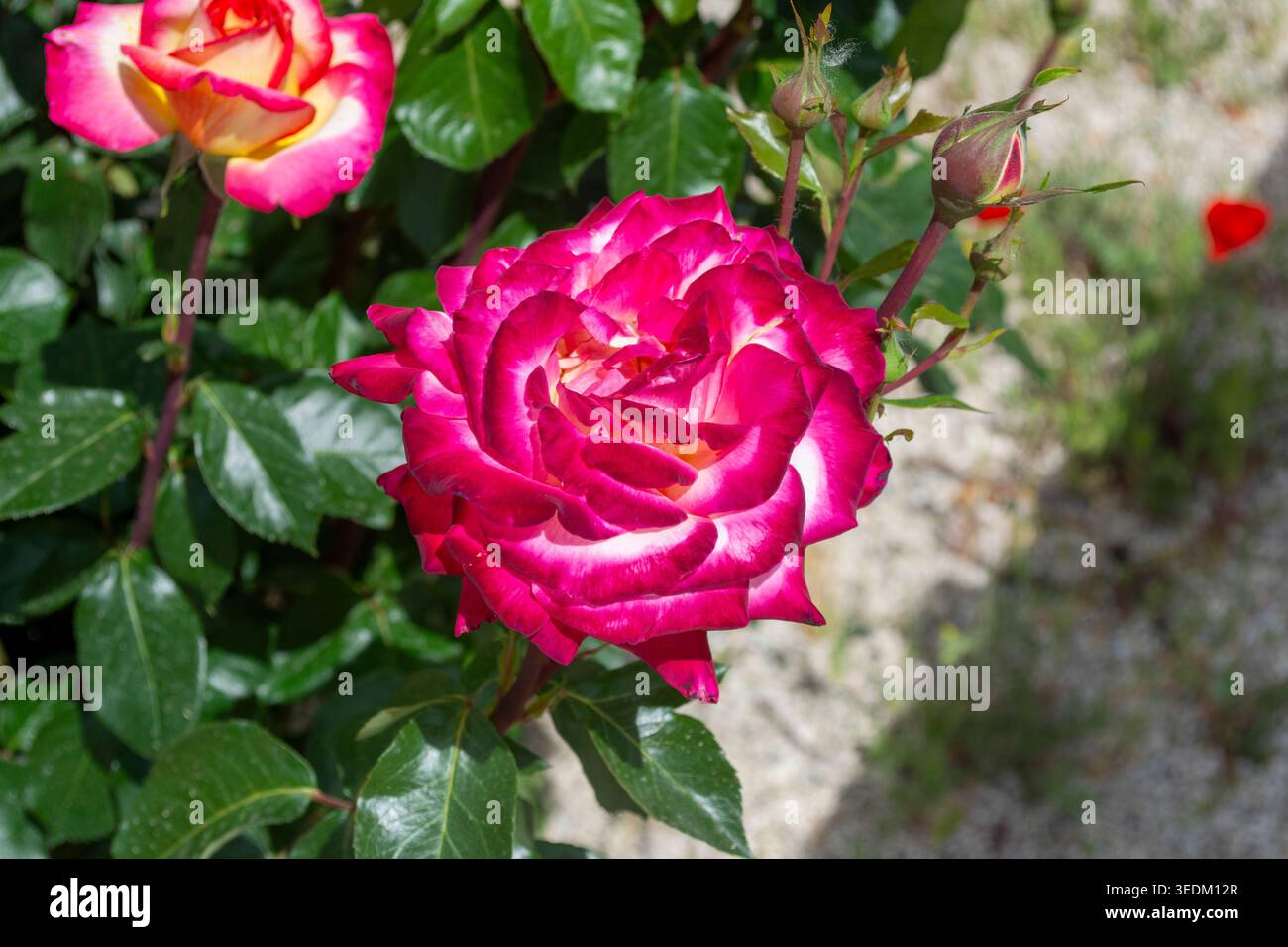 Hermosa rosa de color rosa intenso y bordes blancos en un Jardín soleado. Stockfoto