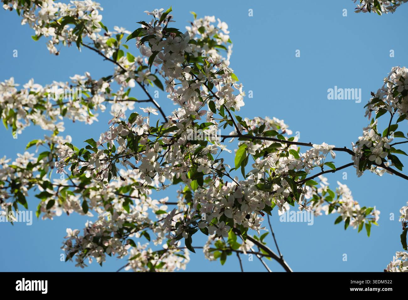 Zarte weiße Blüten glänzen hell vor einem schönen, wolkenlosen blauen Himmel. Stockfoto