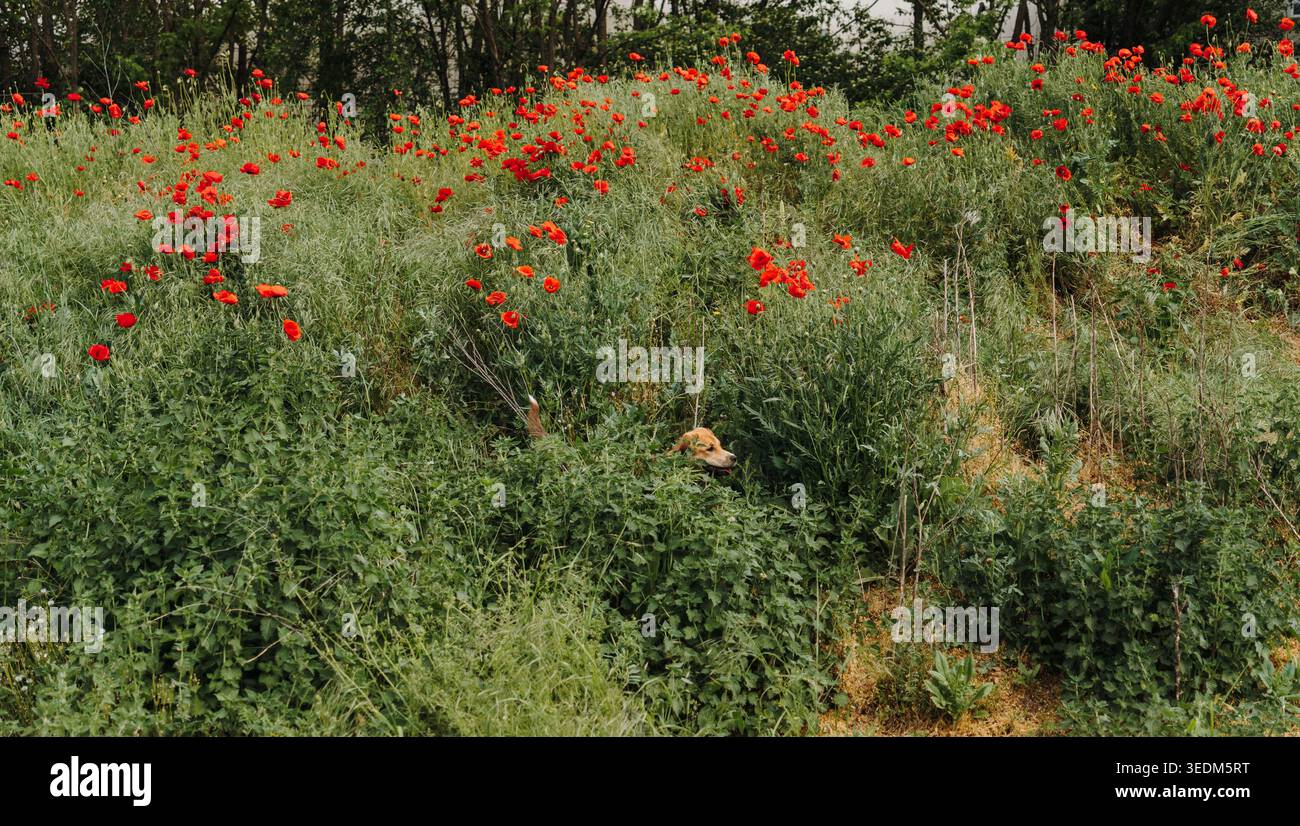 Ginger Mischling-Welpe versteckt sich in wildem Mohnfeld mit blühenden roten Blumen und hohem grünem Gras. Verspielte Tierbeobachtung, Sommer Natur und Stockfoto