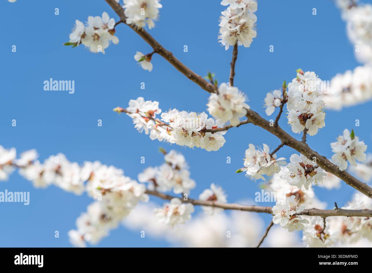 Sich kreuzende Blütenzweige schaffen geometrische Komposition vor blauem Himmel, mehrschichtige Blumen und eine negative Raumbalance, ideal für modernes Blumendesign Stockfoto