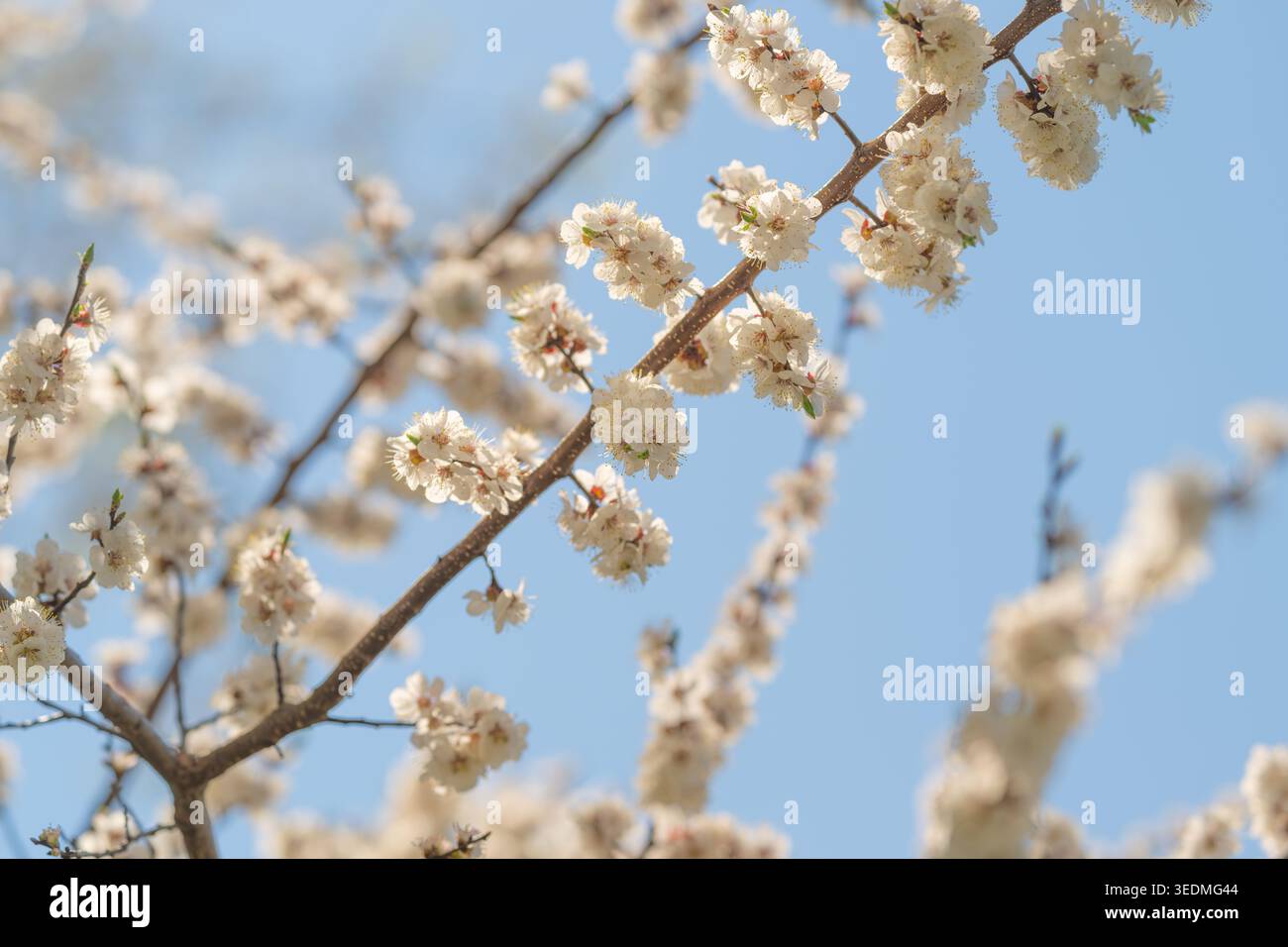 Sich kreuzende Blütenzweige schaffen geometrische Komposition vor blauem Himmel, mehrschichtige Blumen und eine negative Raumbalance, ideal für modernes Blumendesign Stockfoto
