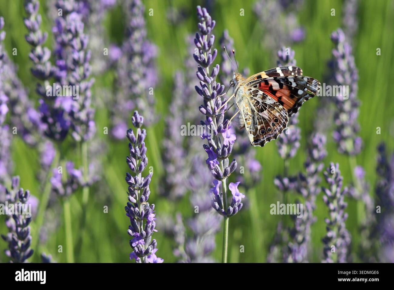 Nahaufnahme eines gemalten Schmetterlings der Dame (Vanessa cardui), der sich von einem lila Lavendelblütenstiel ernährt. Stockfoto