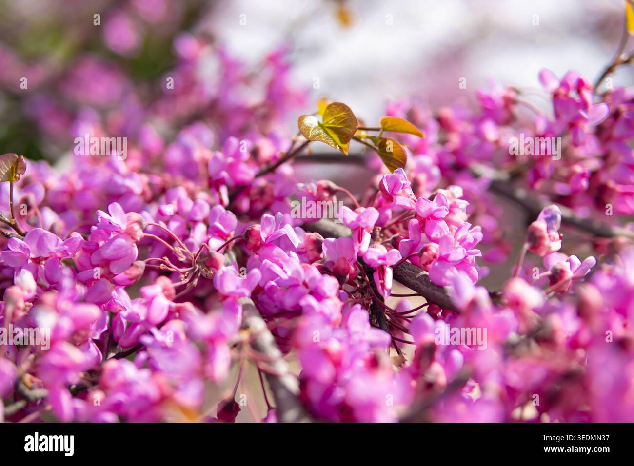 Judas-Zweige, die im Frühjahr mit leuchtend rosa Blüten und frischen grünen Blättern strotzen, hautnahe Details mit zarten Blütenblättern und neuem Leben in Wwa Stockfoto