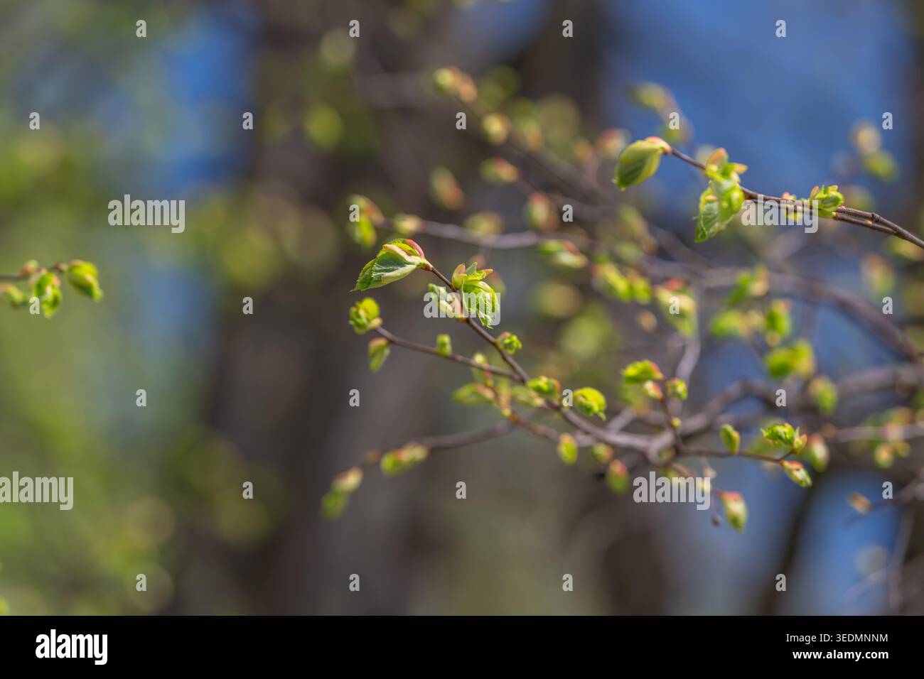 Zarte Birkenknospen gegen verschwommene Stämme, kühler blauer Himmel und warmes Hintergrundlicht sorgen für traumhafte Waldatmosphäre, flacher Fokus betont neues Wachstum und Text Stockfoto