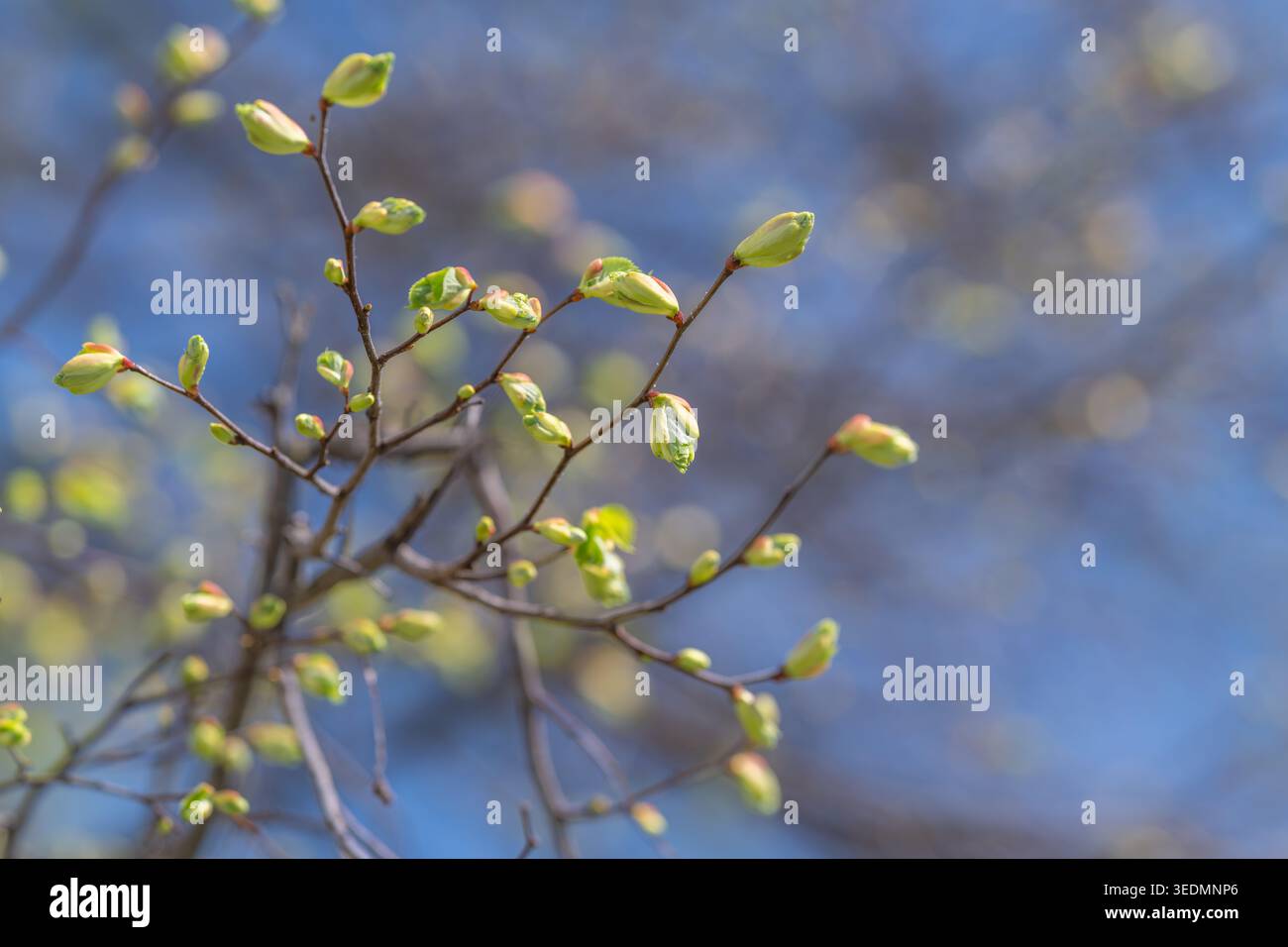 Sanftes Abendlicht taucht sanfte Triebe in warme Töne der Ruhe. Ruhige Abendatmosphäre fängt intime natürliche Momente mit beruhigender goldener Beleuchtung ein Stockfoto