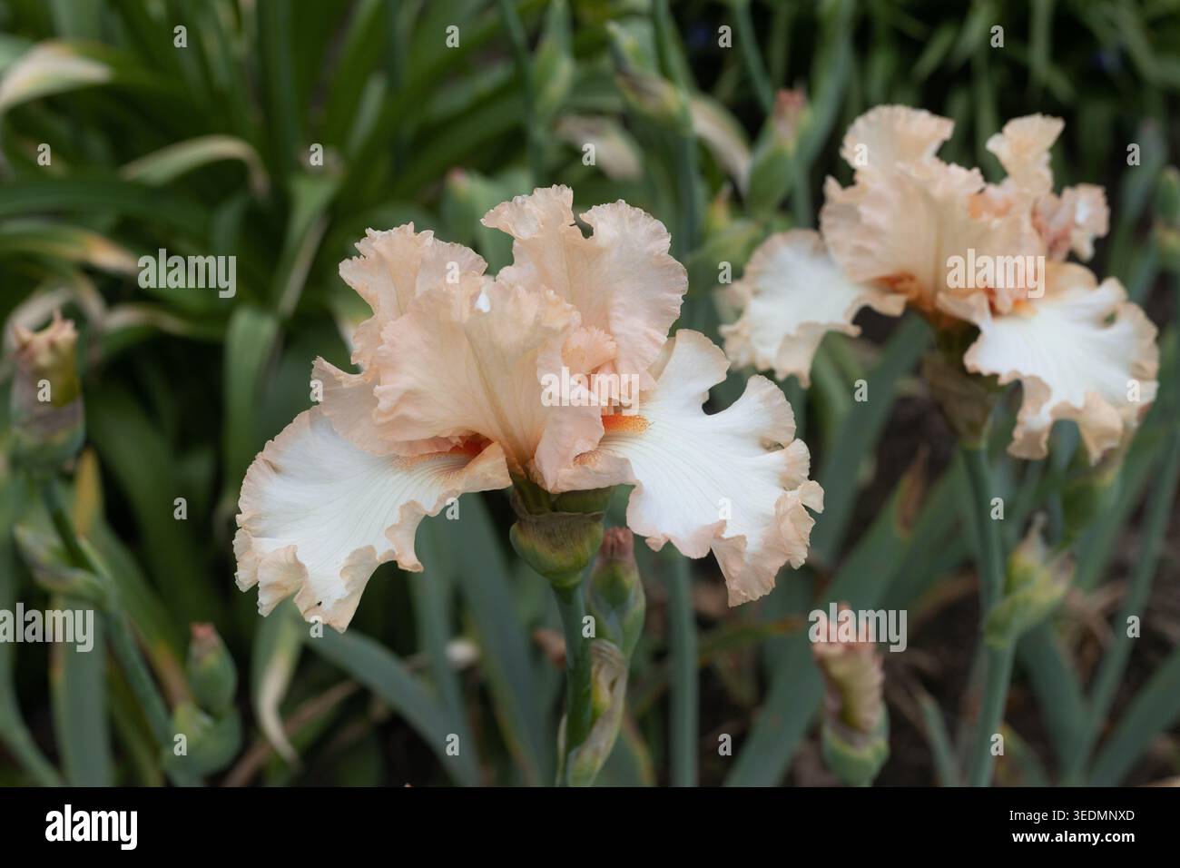 Iris „zukünftige Braut“ blüht. Stockfoto