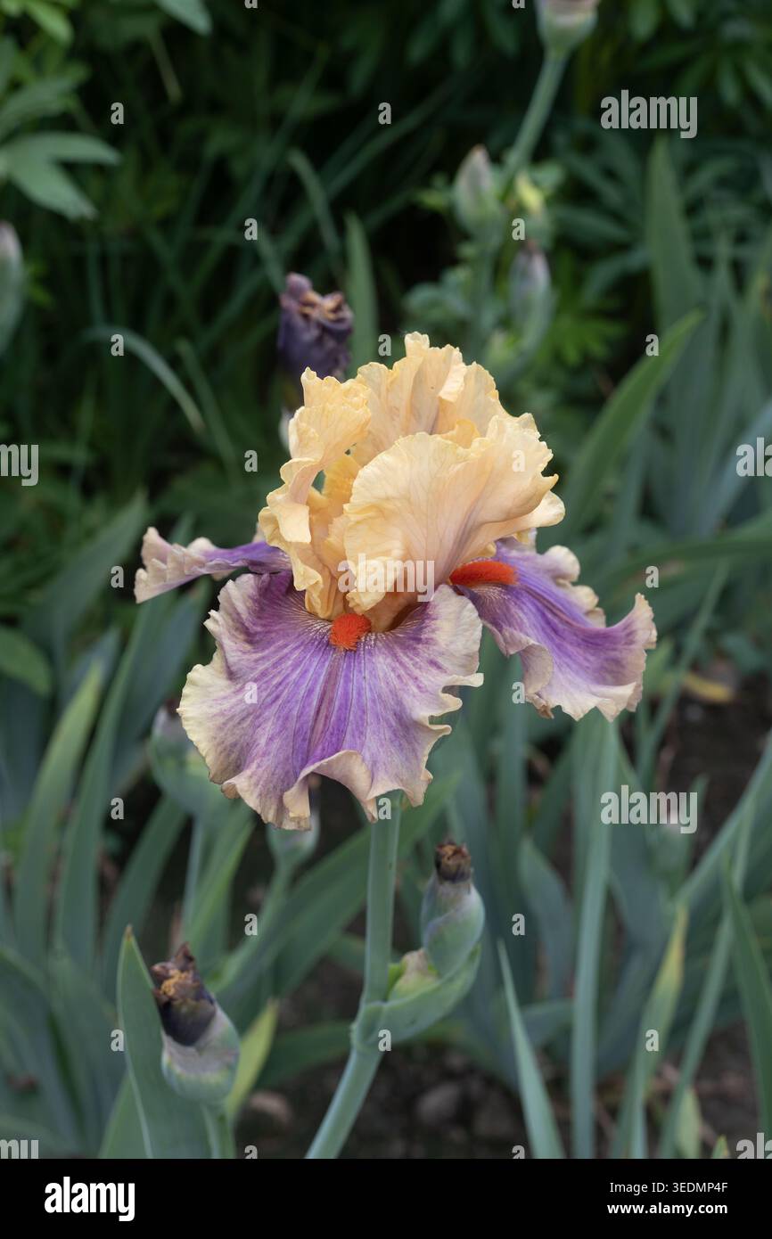 Iris „Smith Rock“ blüht. Stockfoto
