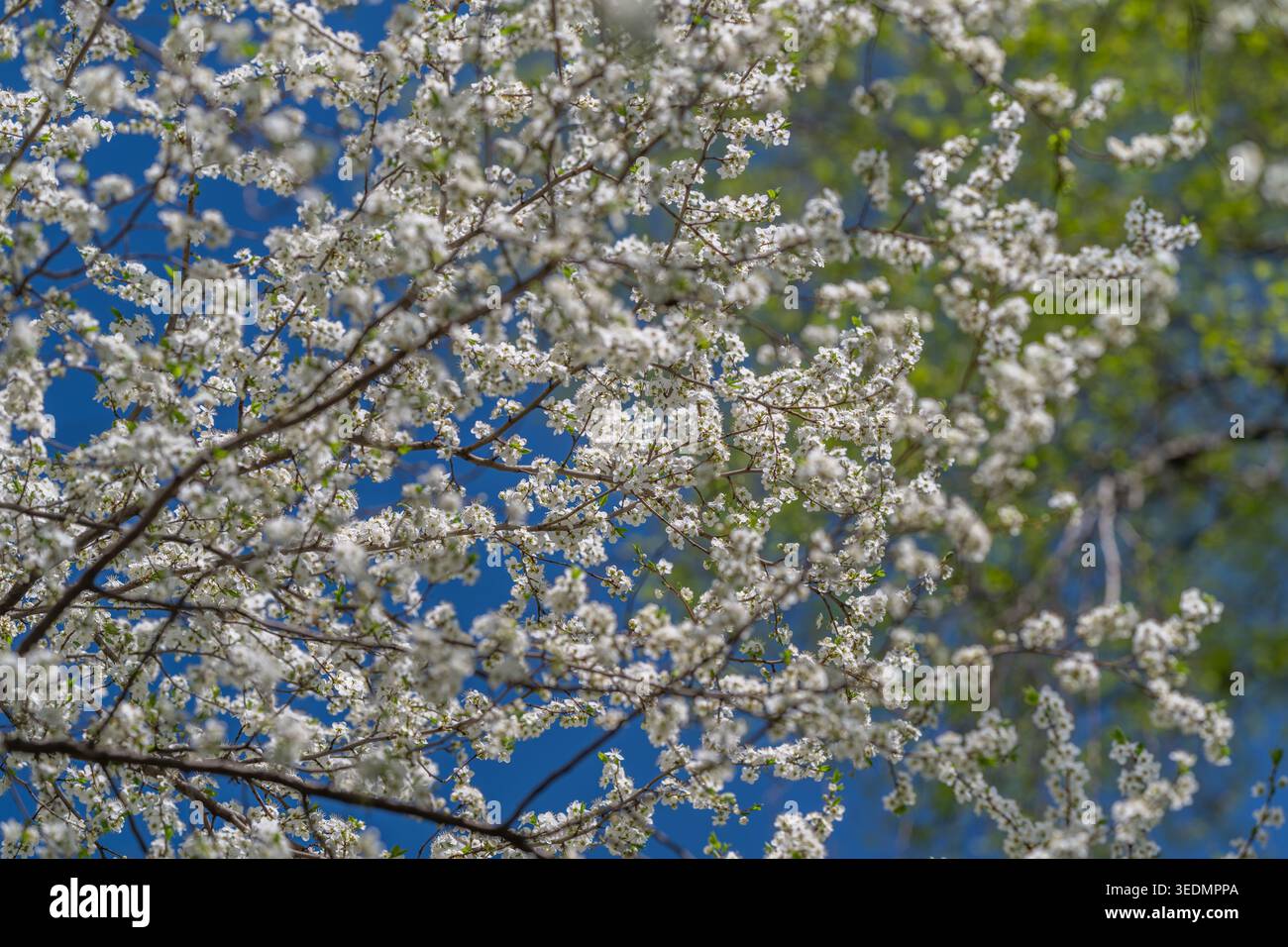 Leuchtend weiße Blüten heben sich vor dem mitternachtsblauen Hintergrund deutlich ab. Auffällige weiße Blüten erscheinen lebhaft vor dem tiefblauen Nachthimmel Stockfoto