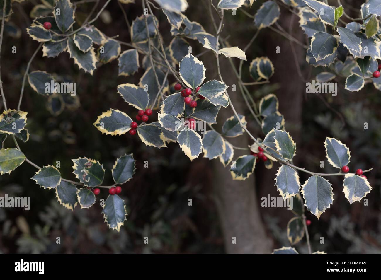 Bunte stechpalme, Nahaufnahme. Stockfoto