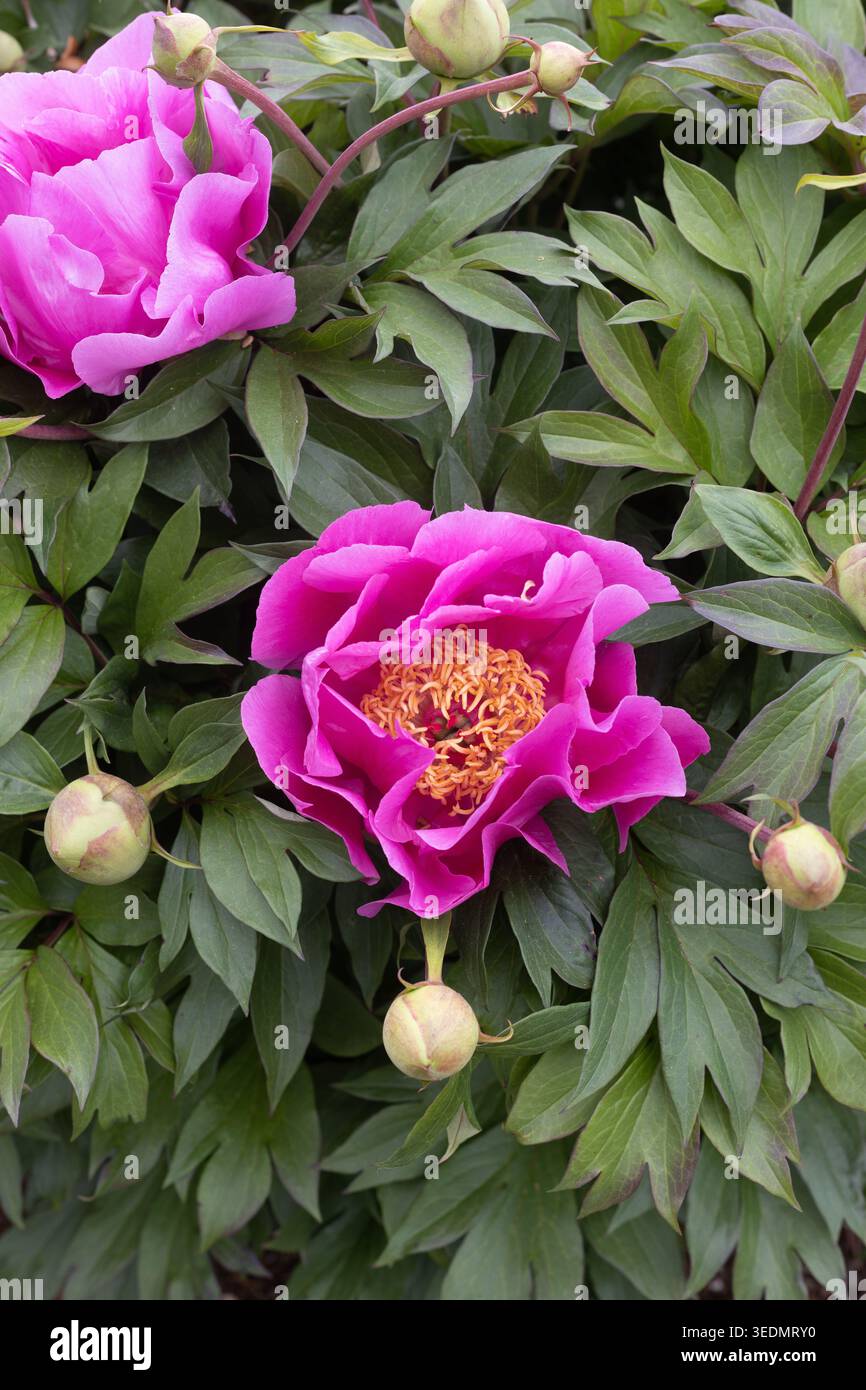 Pfingstrose 'Gordon E. Simonson' intersektionale Pfingstrosenpflanze. Stockfoto