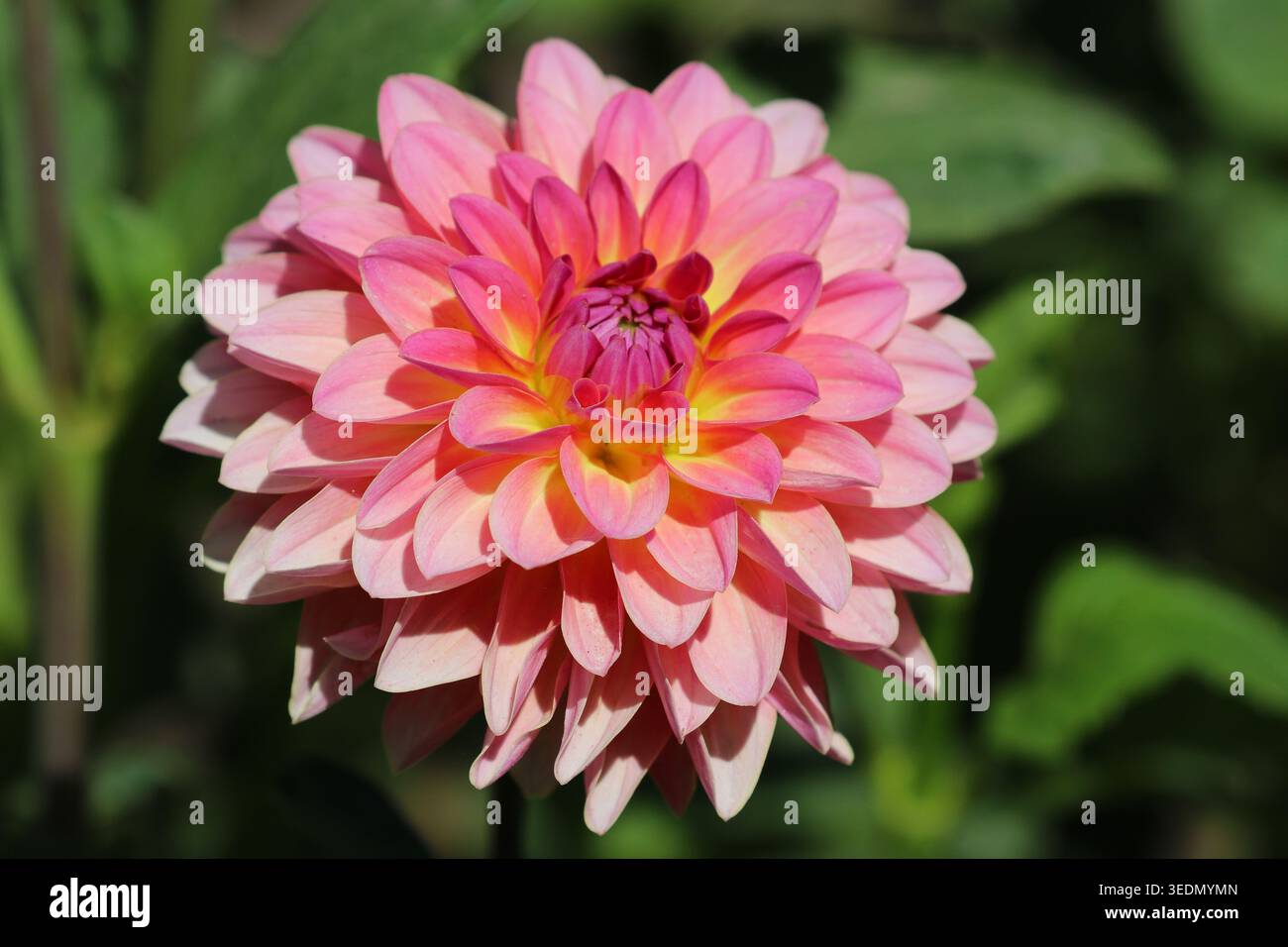 Nahaufnahme einer leuchtend rosa dekorativen Dahlienblume (Dahlia hortensis) in voller Blüte in Idaho. Stockfoto