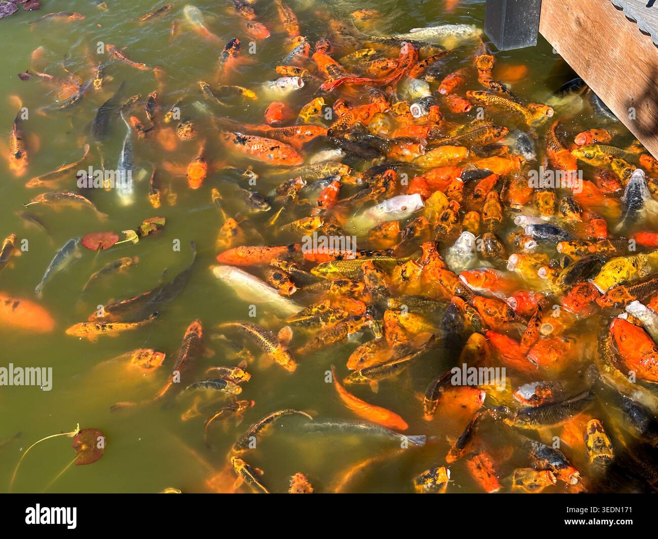 Koi-Fische werden im Sommer in einem Teich gefüttert - Smartphone-aufgenommenes Stockfoto