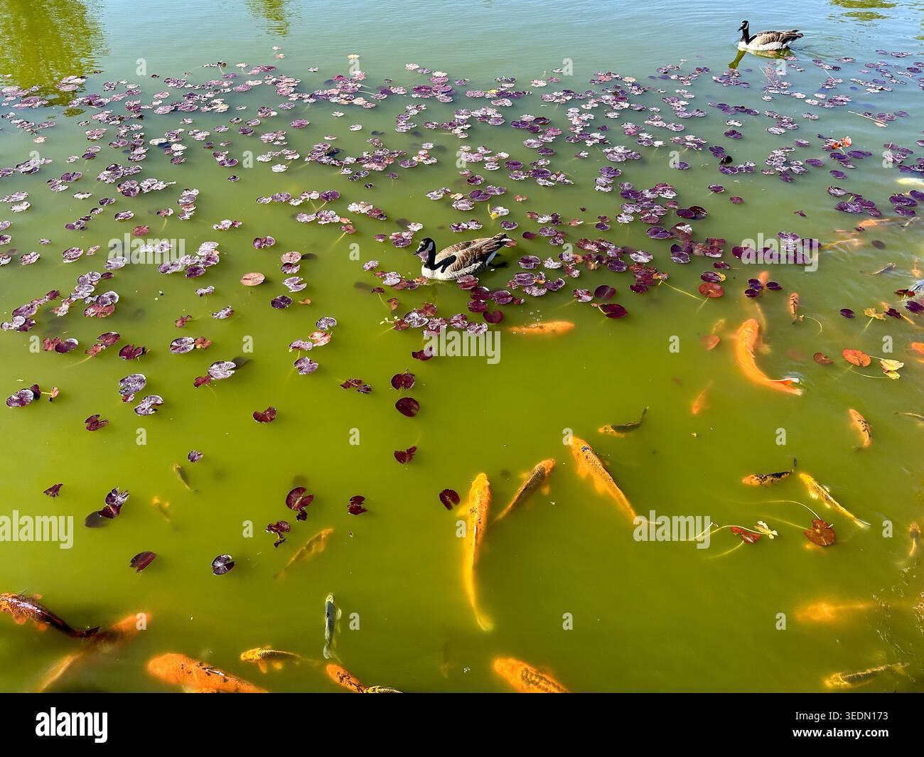 Orangenkoi-Fische und kanadische Gänse schwimmen in einem Teich - Smartphone-aufgenommenes Stockfoto