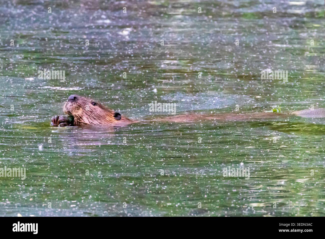 Ein nordamerikanischer Biber (Castor canadensis) schwimmt durch einen Teich im Kathryn Albertson Park in Boise, Idaho. Stockfoto