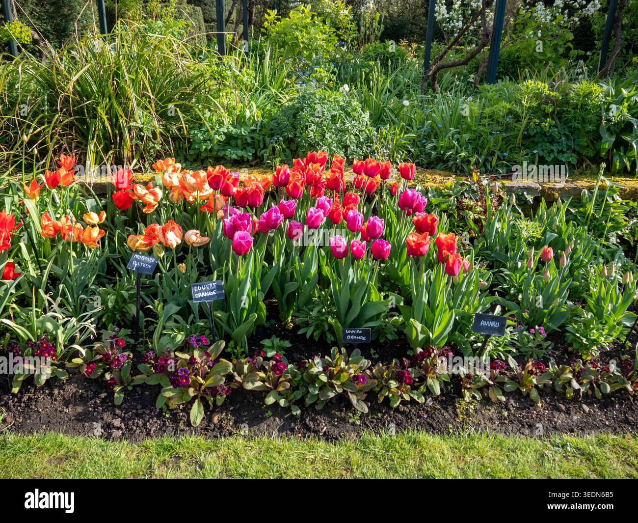 Tulipa Louvre Orange, Tulipa Louvre, Tulipa Professor Rontgen mit Frühlingslaub in der Lingblumengrenze im versunkenen Garten. Stockfoto