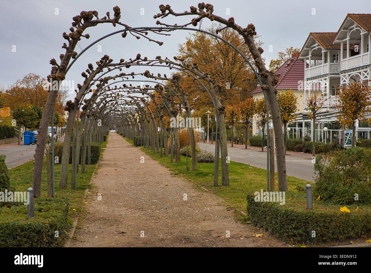 Die berühmte Spazierstraße in Baabe auf Rügen; herbstliche Gasse mit geformten Lindenbögen und klassischer Resort-Architektur, Deutschland Stockfoto