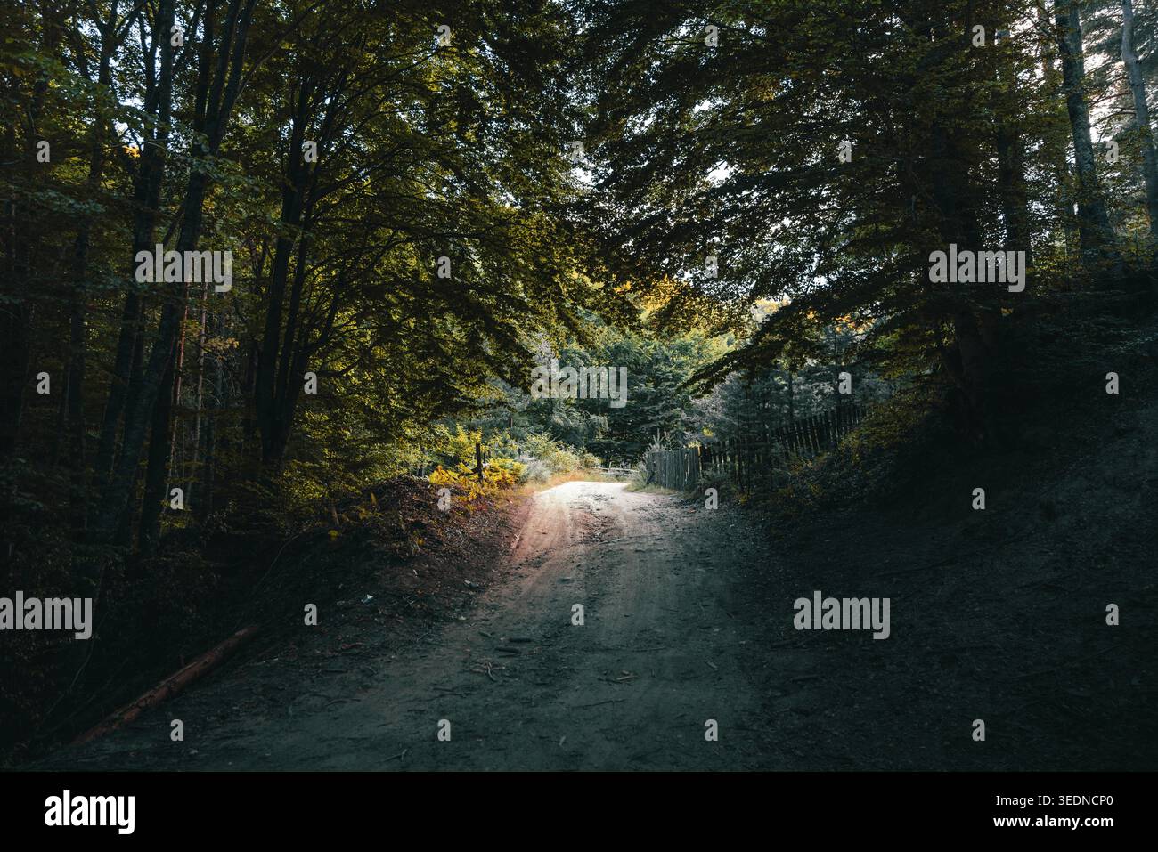 Bergauf unbefestigter Pfad im Wald mit sanftem Sonnenlicht, das durch Bäume filtert und eine dramatische Licht- und Schattenkomposition erzeugt Stockfoto