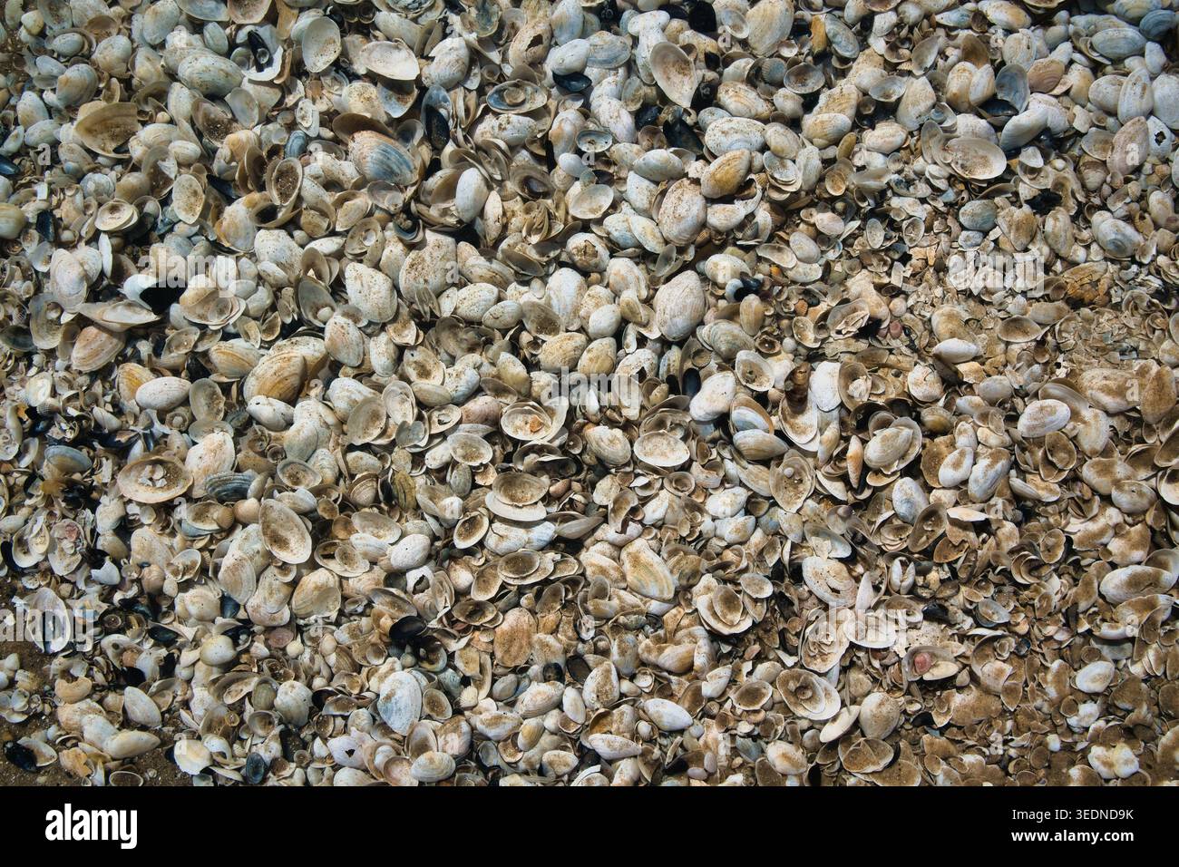 Close-Up-Textur Von Verwitterten Muscheln Und Muschelfragmenten Am Sandy Coastal Beach - Seebad Ahlbeck. Stockfoto