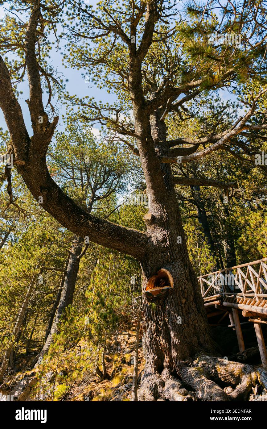 Majestätische alte Kiefer mit einem einzigartig verdrehten Stamm, der neben einer rustikalen Holzstege in einem sonnendurchfluteten Bergwald wächst. Natürliche Texturen, robust B Stockfoto