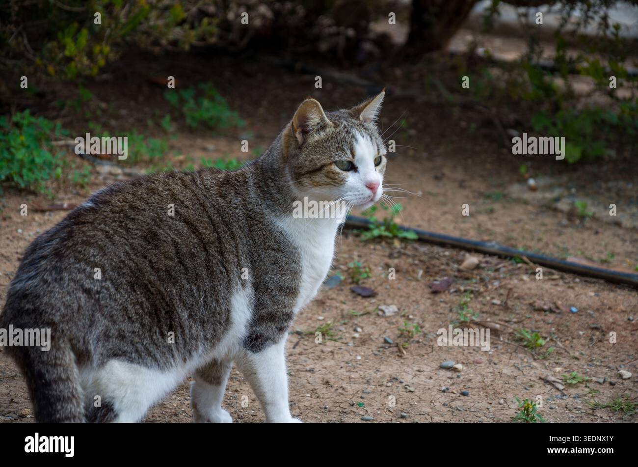 Tabby Cat steht im Freien in natürlicher Umgebung Stockfoto