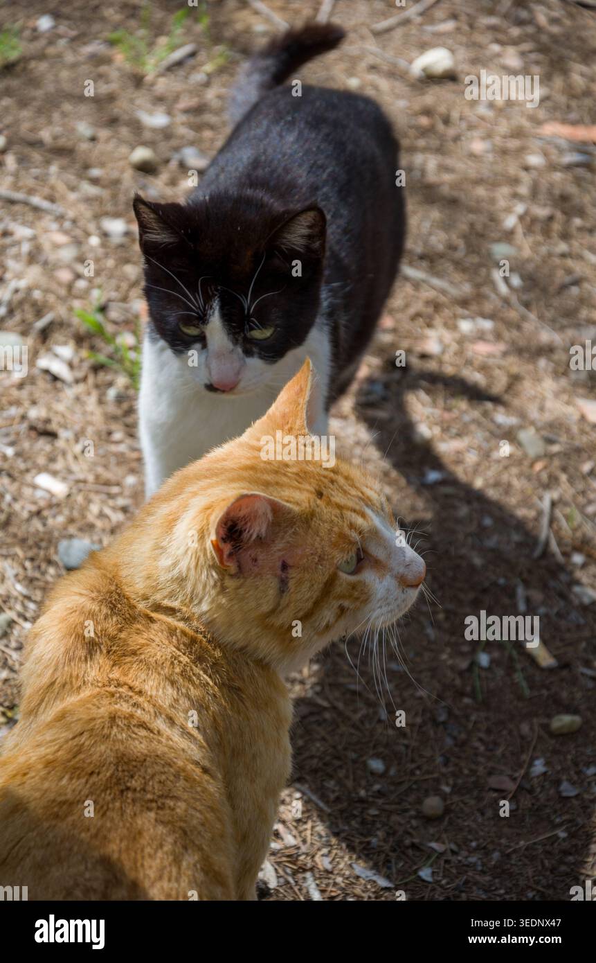 Zwei streunende Katzen, die draußen auf unbefestigtem Boden interagieren Stockfoto