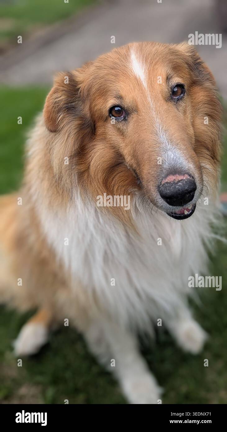 Porträt eines schönen, rauen Collie-Hundes, der in die Kamera schaut. Flauschiges Haustier mit braunem und weißem Fell. Stockfoto