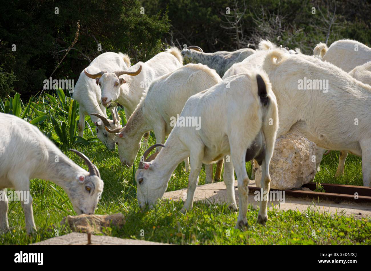 Gruppe von weißen Ziegen, die auf grünem Gras weiden Stockfoto
