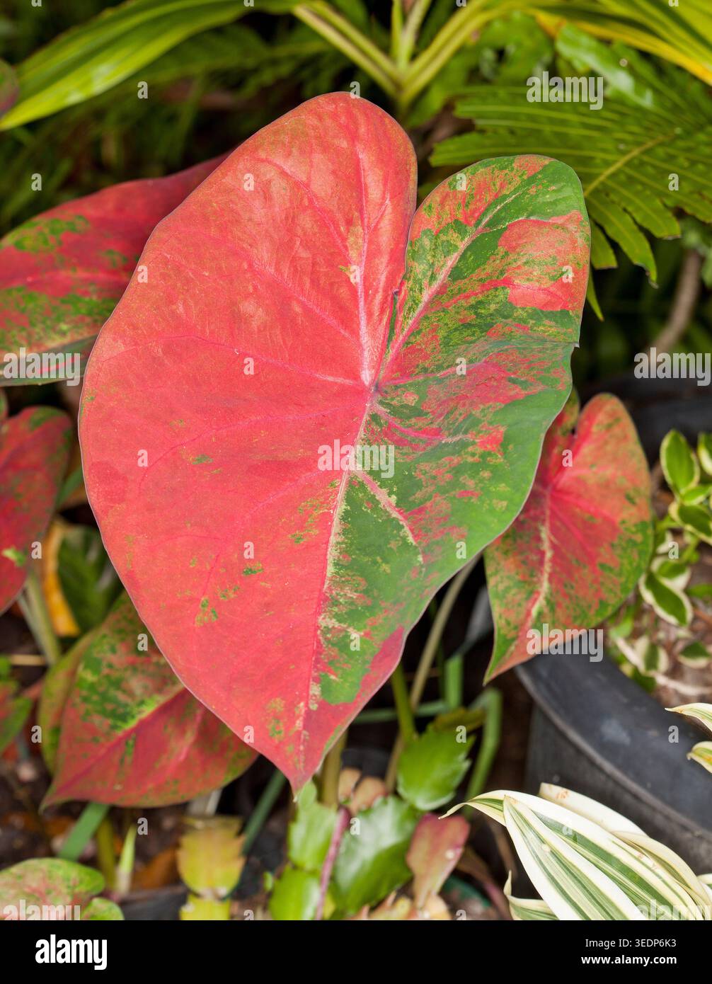 Großes und spektakuläres Blatt Caladium mit einer Hälfte hellrot und einer anderen halb grün Stockfoto