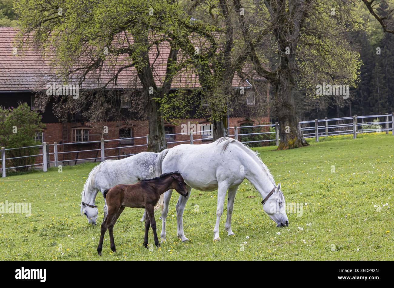 Fohlenweide im Haupt- und Landesgestüt Marbach. Arabische Stuten mit ihren Fohlen. Das Gestüt ist ein wichtiger Ansprechpartner für Pferdezüchter und Reitpferde Stockfoto